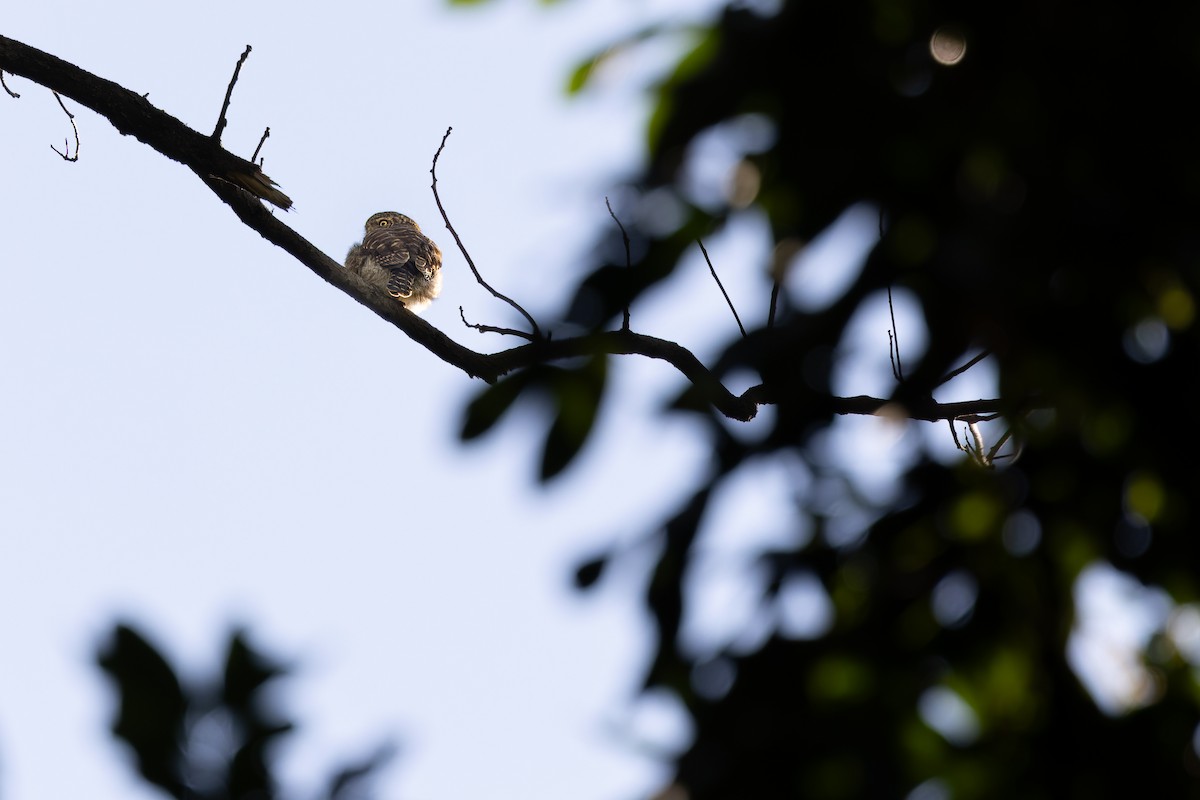 Collared Owlet - ML647277414