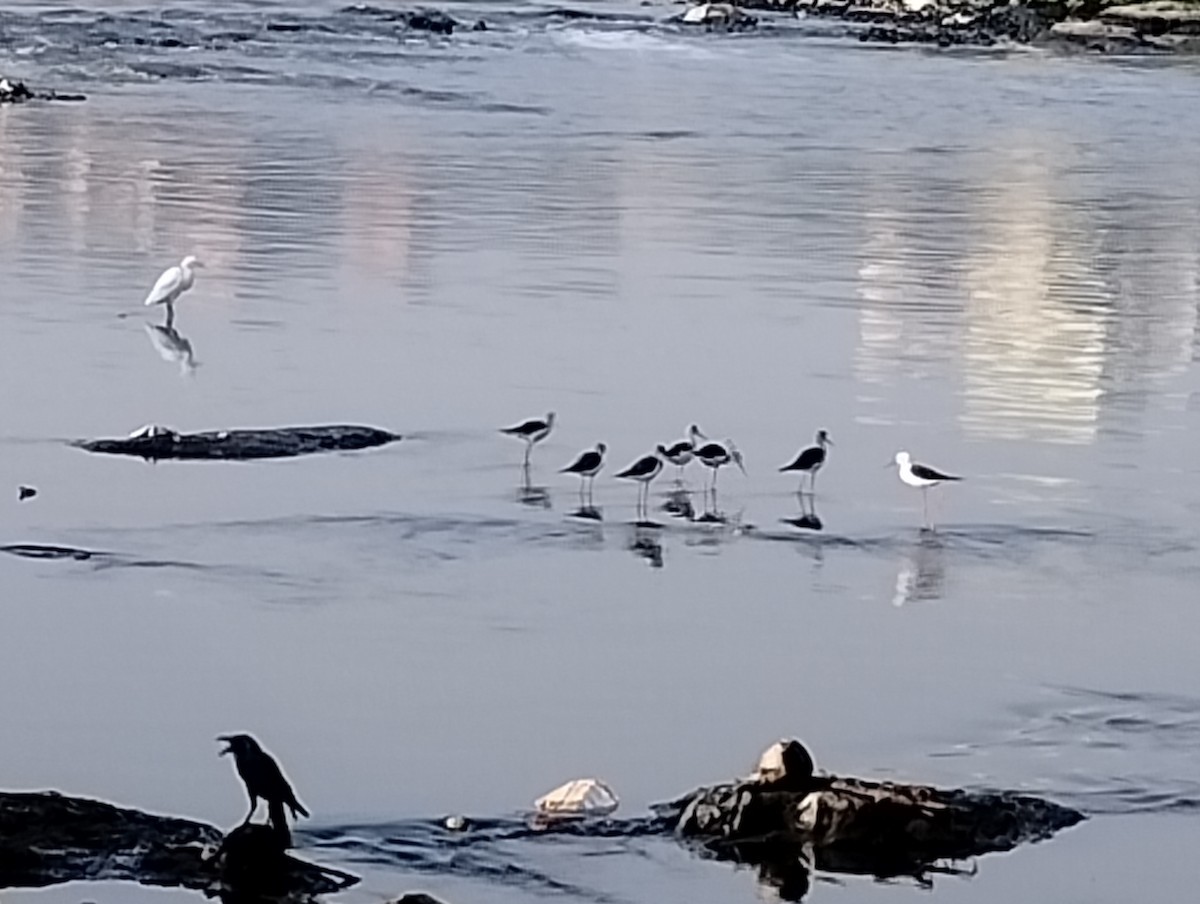 Black-winged Stilt - ML647277415