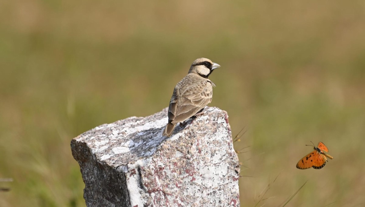 skřivan černobřichý - ML647277417
