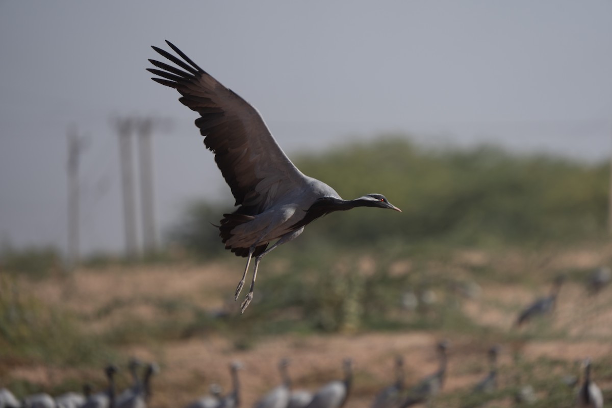 Demoiselle Crane - ML647277421