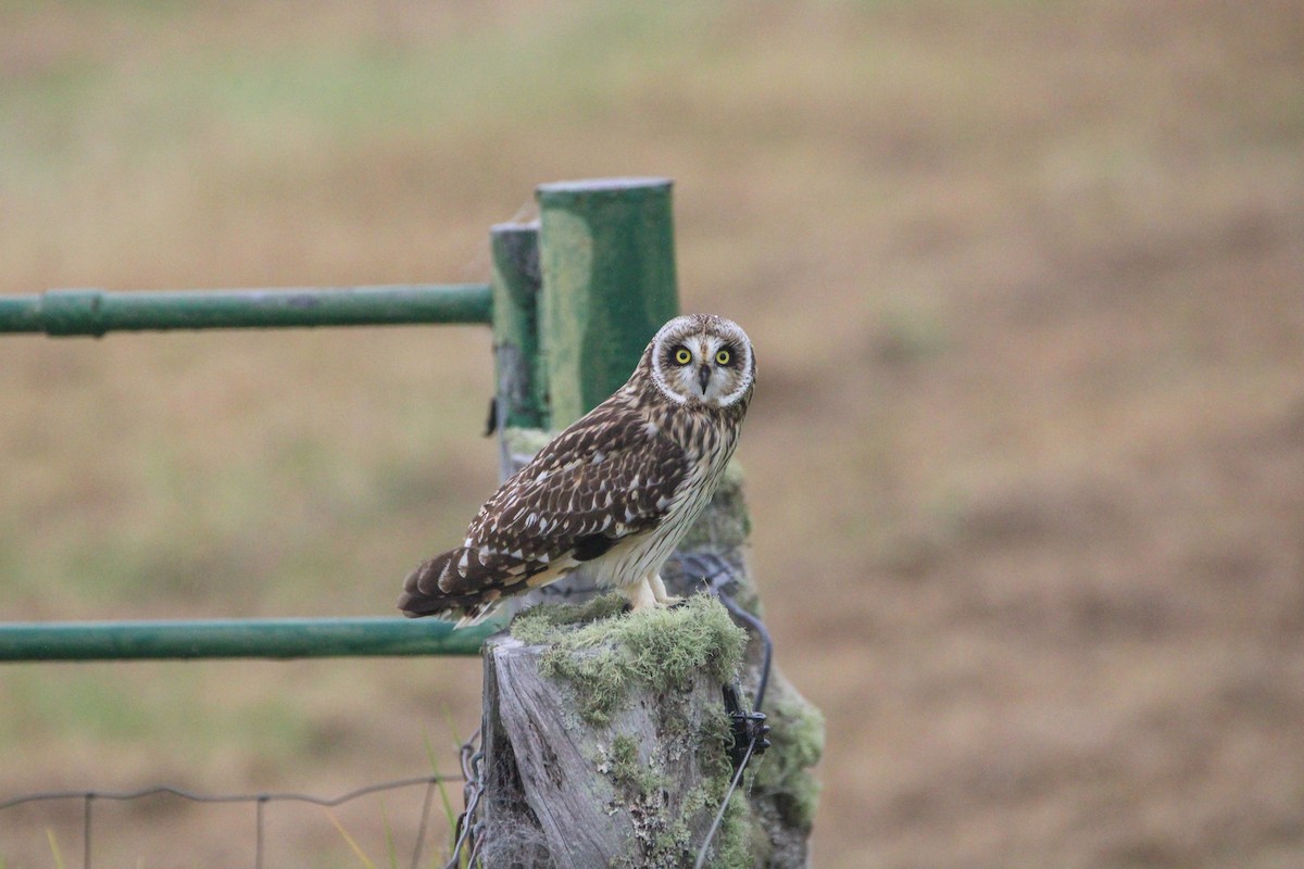 Сова болотяна - ML647277425