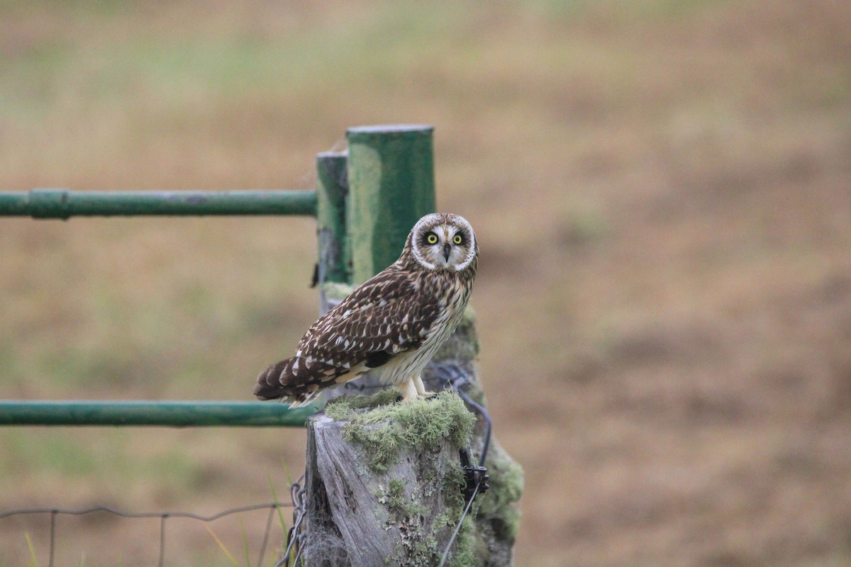 Сова болотяна - ML647277426