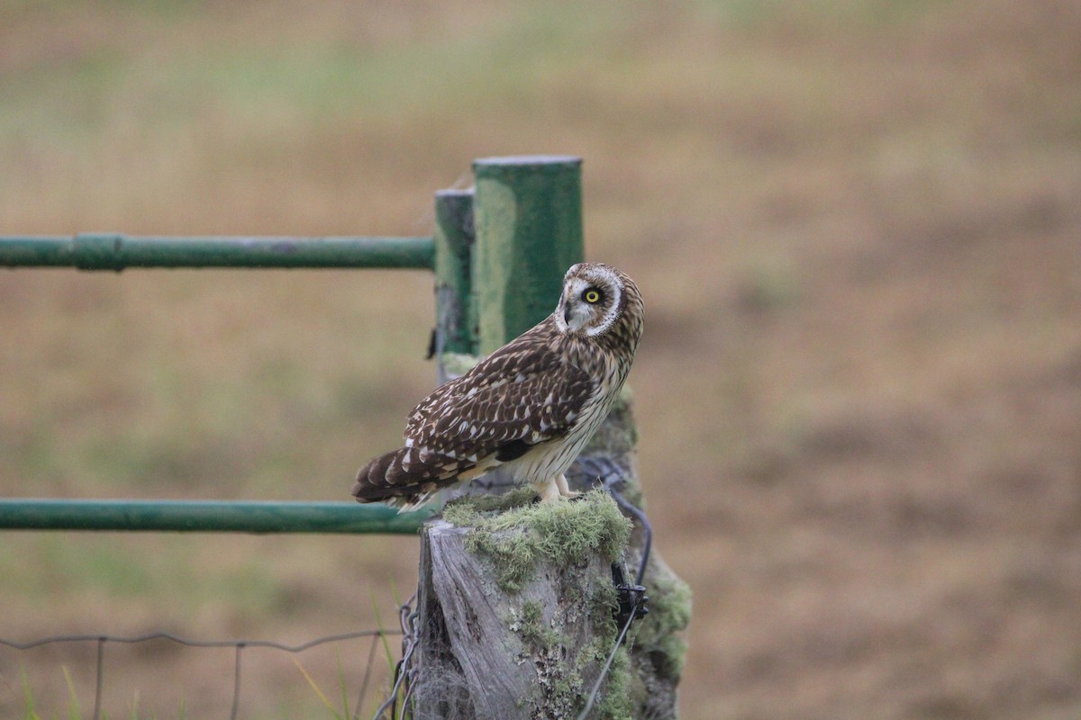 Сова болотяна - ML647277427