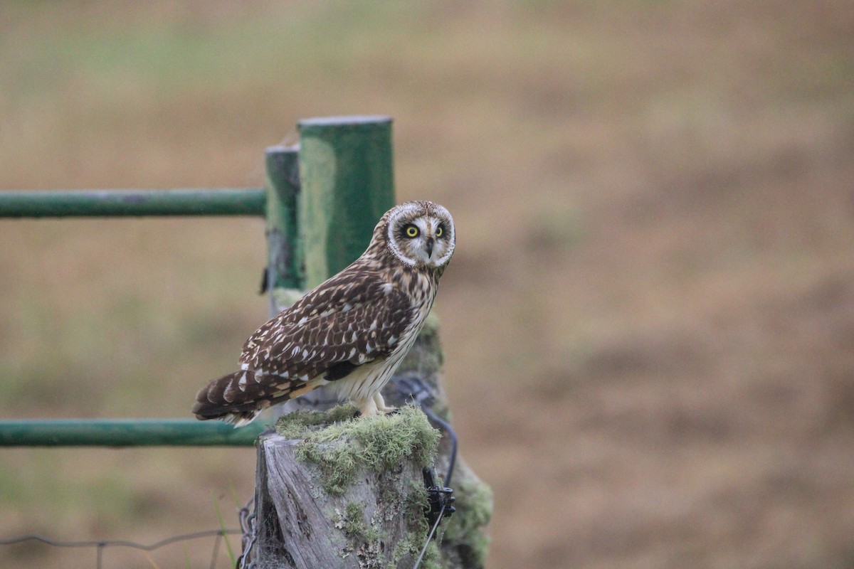 Сова болотяна - ML647277428