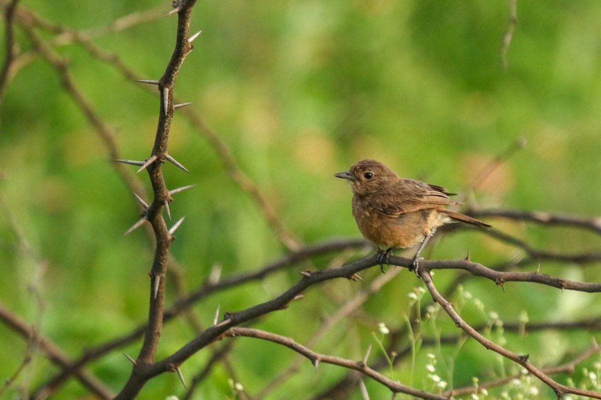 Трав'янка чорна - ML647277430