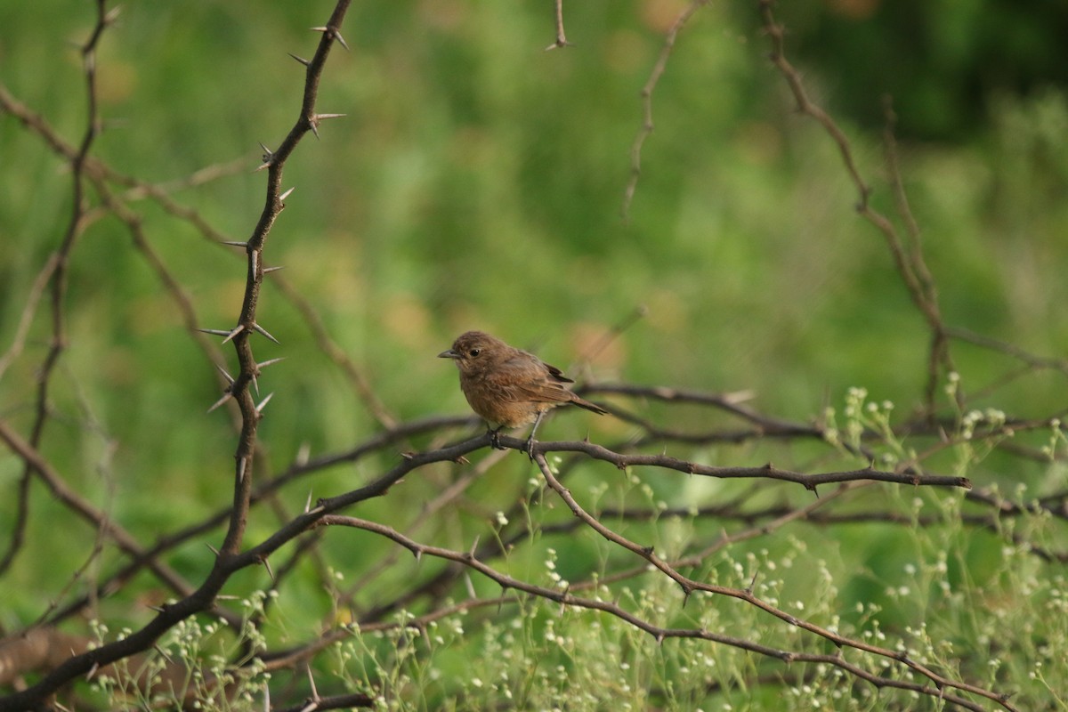 Трав'янка чорна - ML647277431