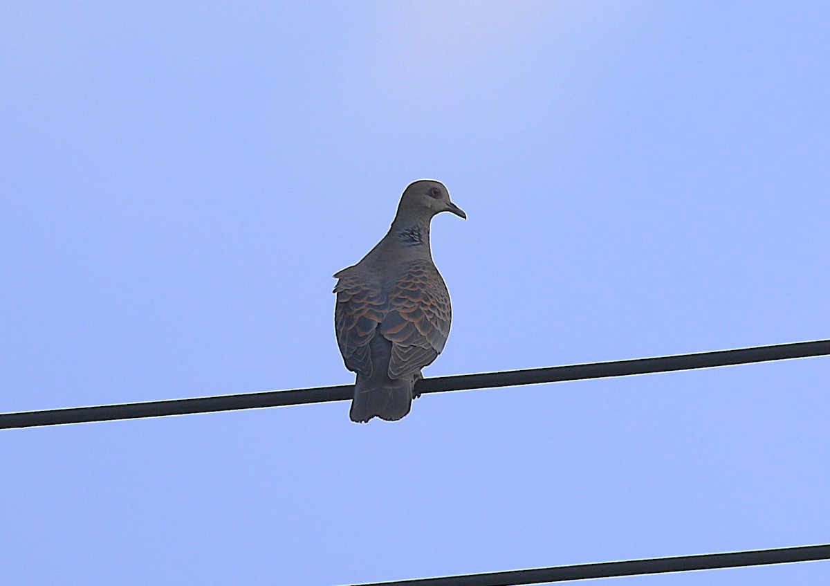 Горлиця велика - ML647277432