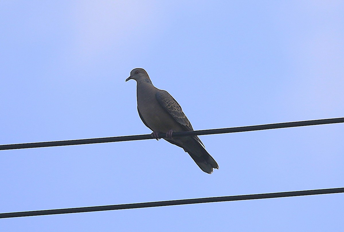 mongolturteldue - ML647277433