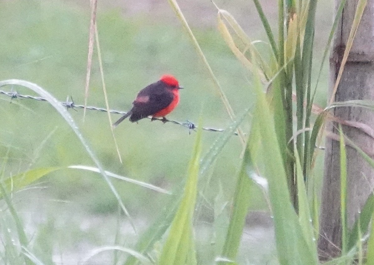 Москверо вогнистий - ML647277434