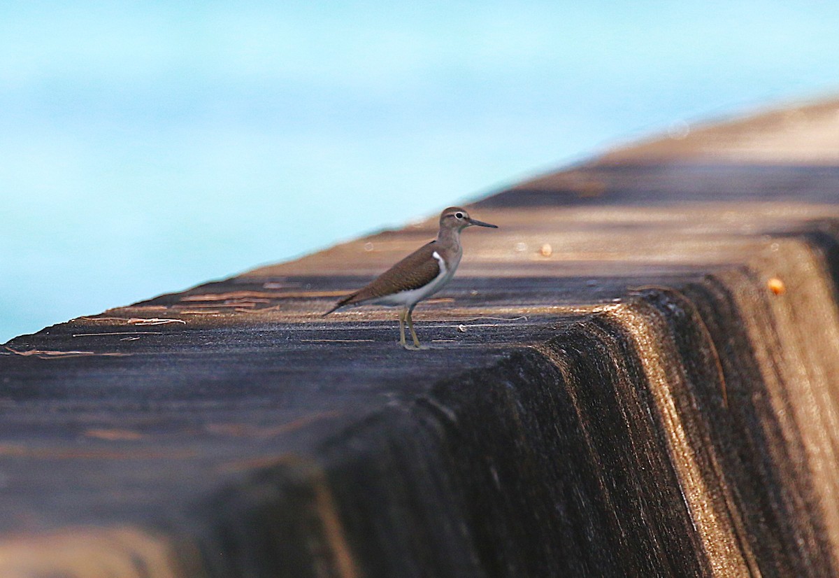 Набережник палеарктичний - ML647277435