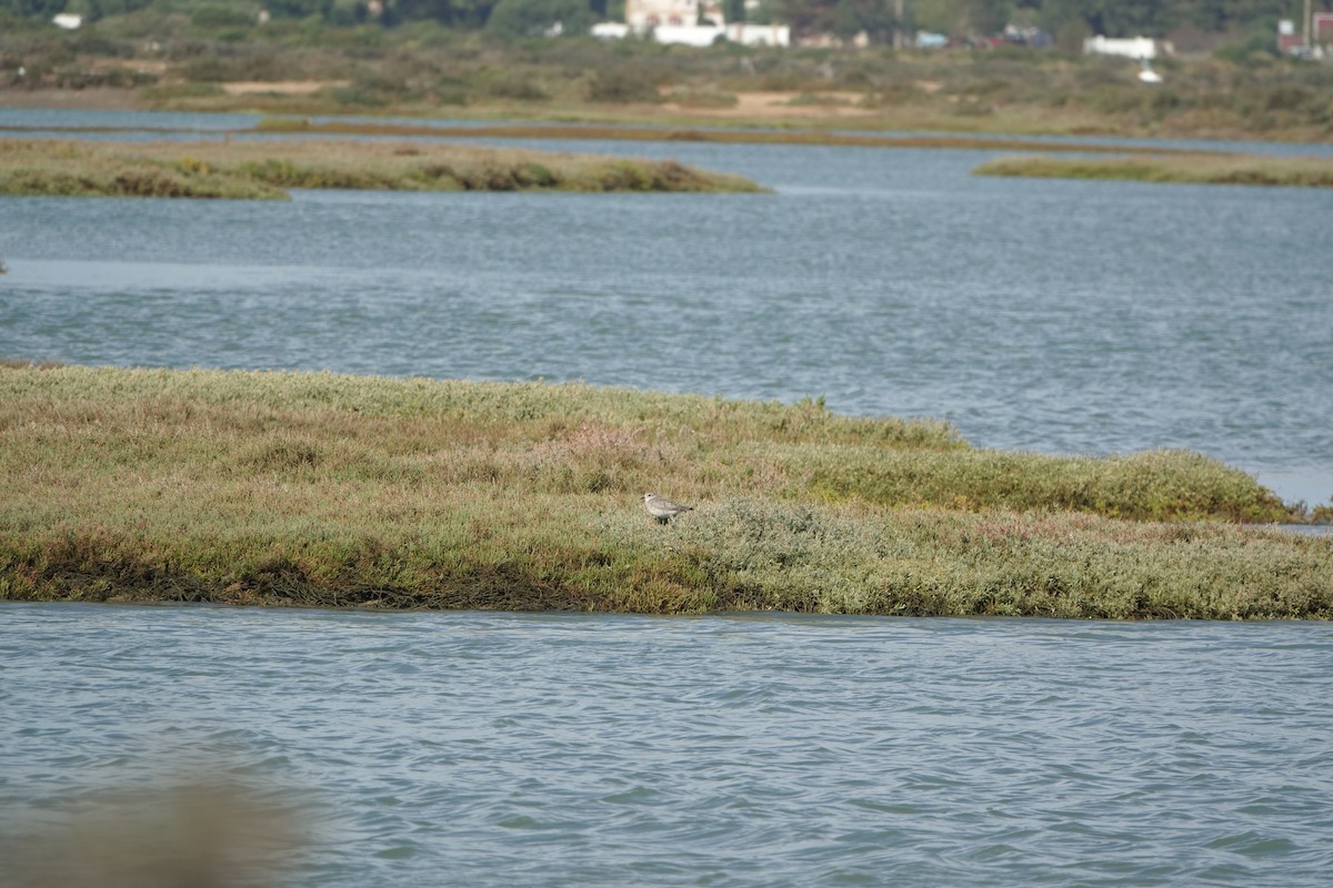 Сивка морська - ML647277436