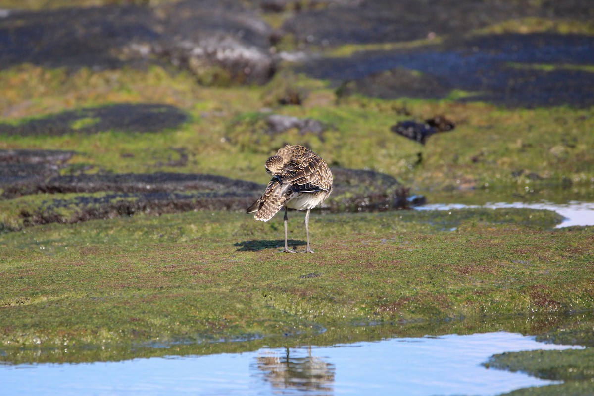 Сивка бурокрила - ML647277439