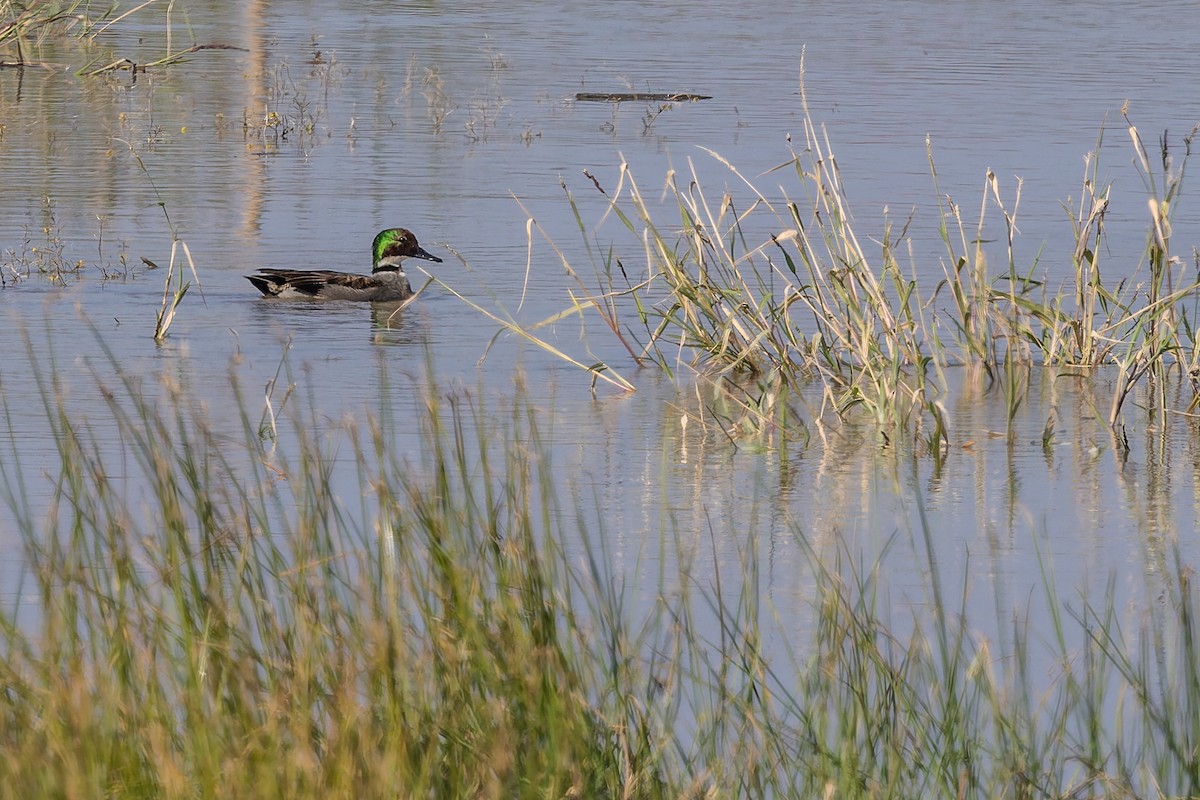Качка далекосхідна - ML647277448
