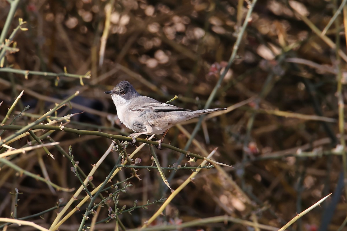 Кропив'янка товстодзьоба - ML647277449