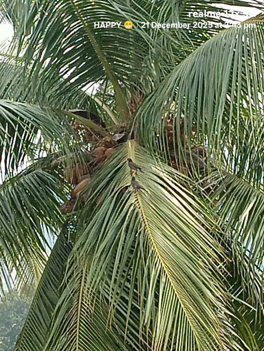 Майна індійська - ML647277450