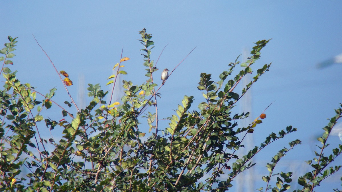 Кропив'янка сіра - ML647277451