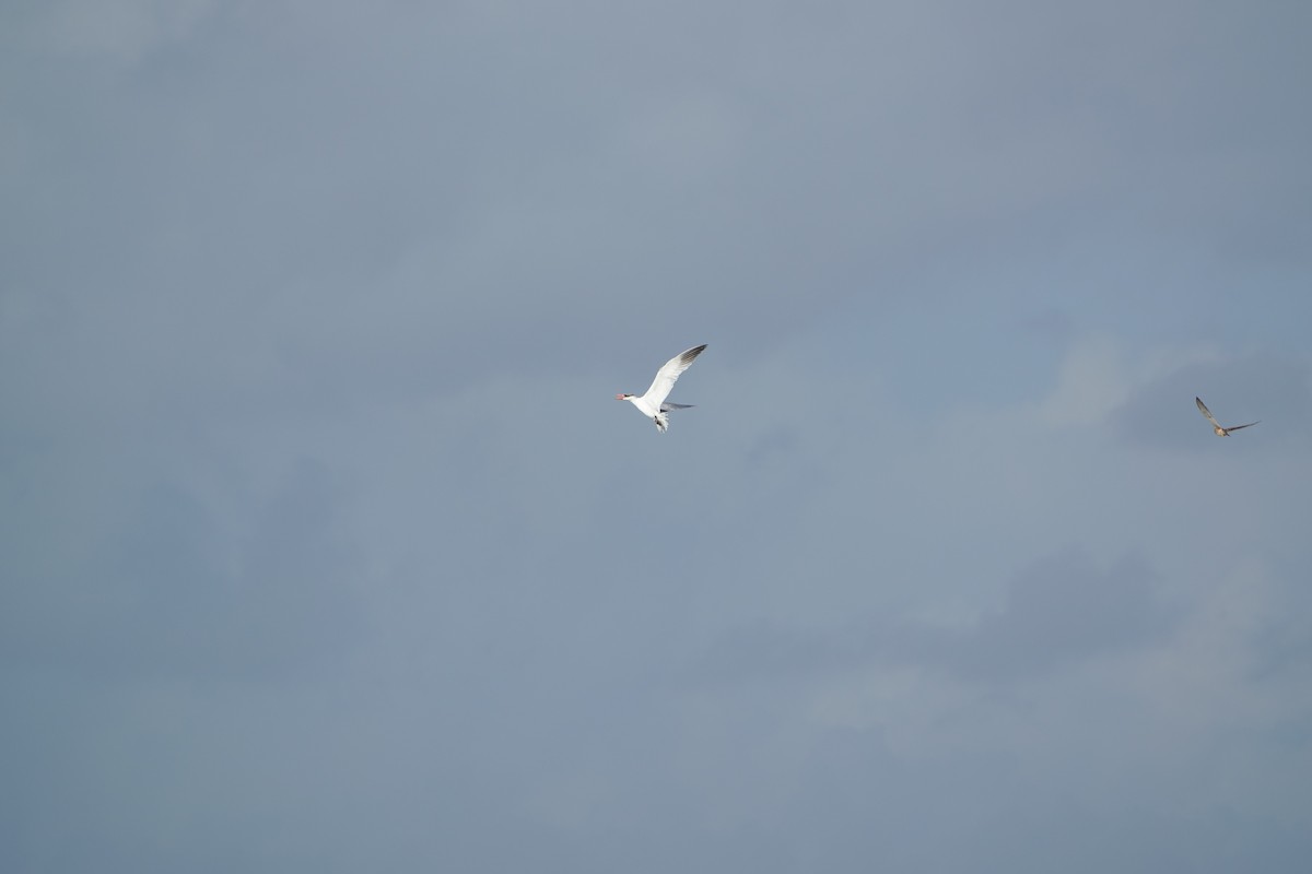 Крячок каспійський - ML647277456