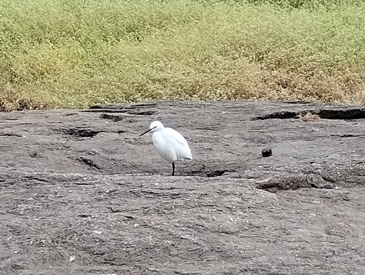 Чепура мала - ML647277457