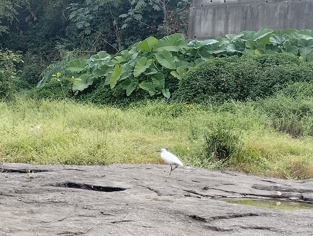 Чепура мала - ML647277458