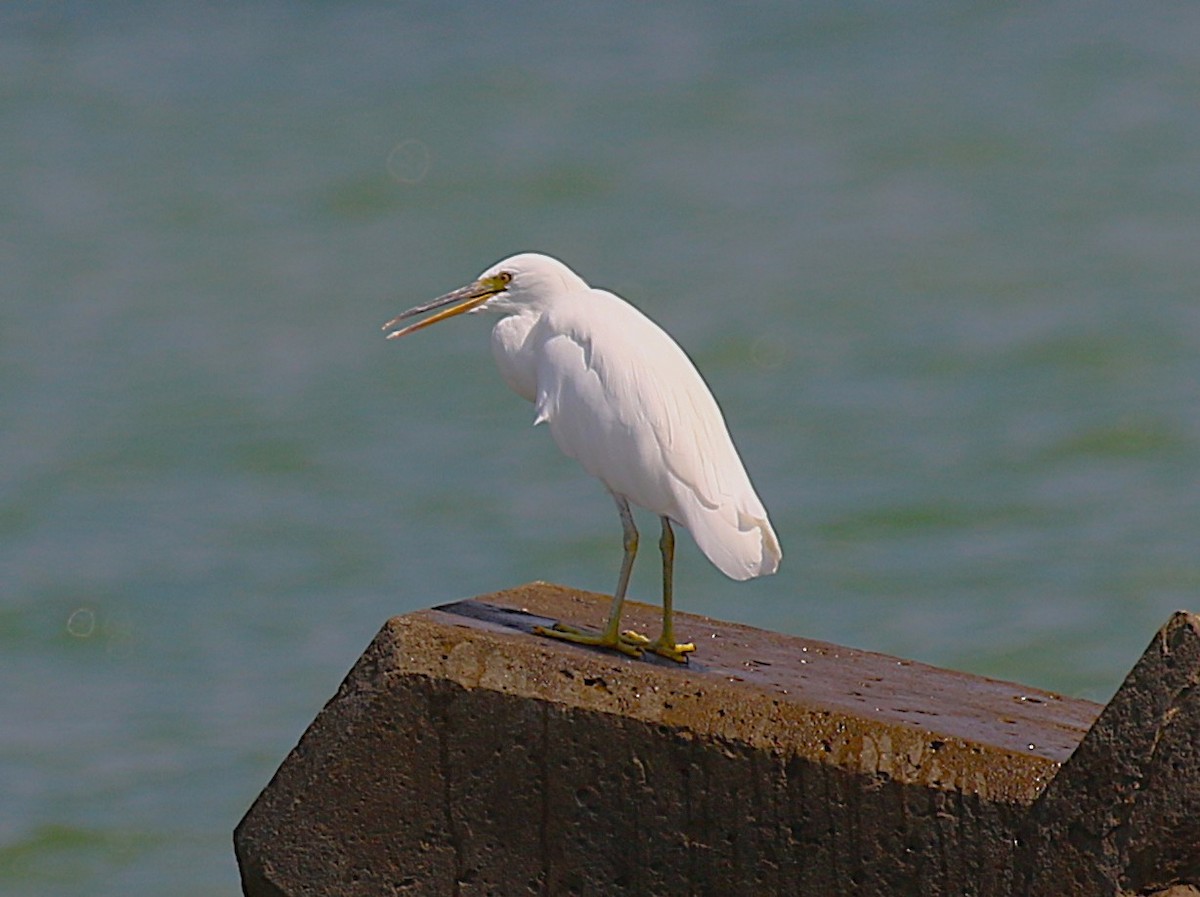Чепура тихоокеанська - ML647277459