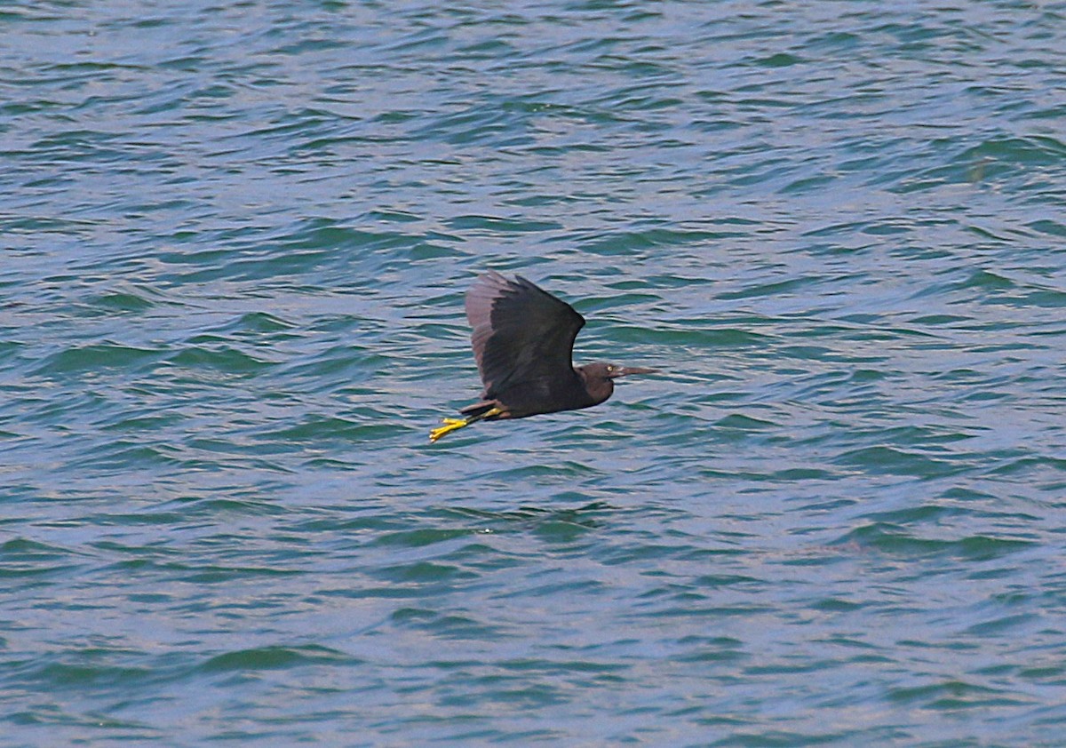 Чепура тихоокеанська - ML647277460