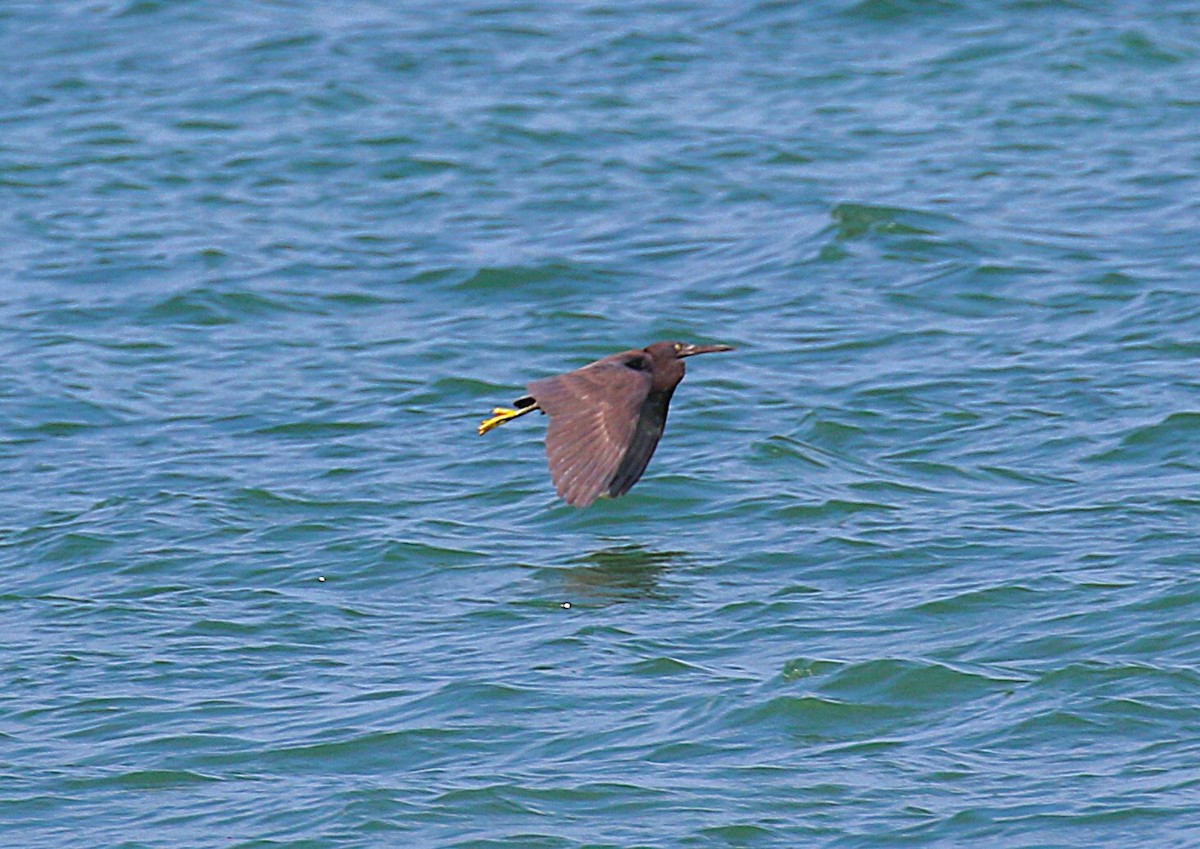 Чепура тихоокеанська - ML647277461