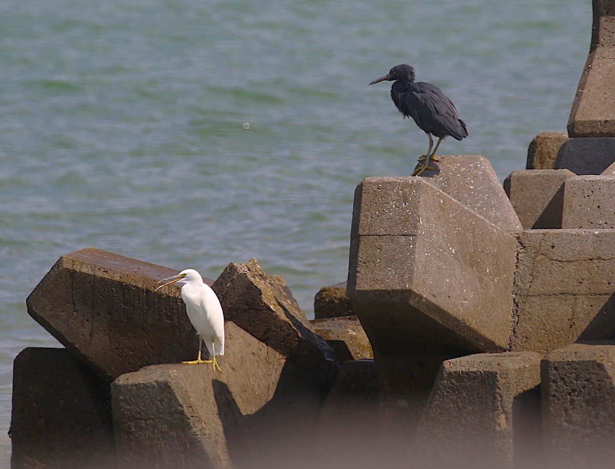 Чепура тихоокеанська - ML647277462