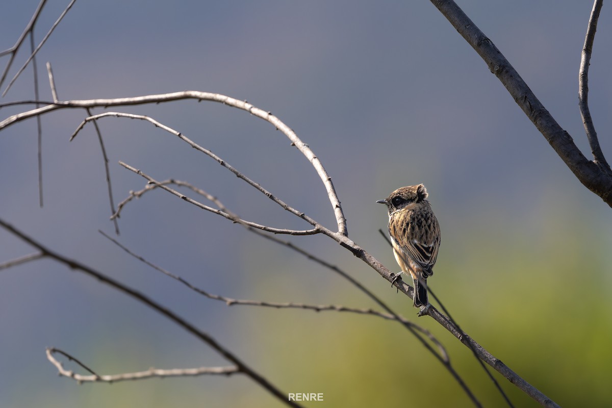 Amur Stonechat - ML647277464