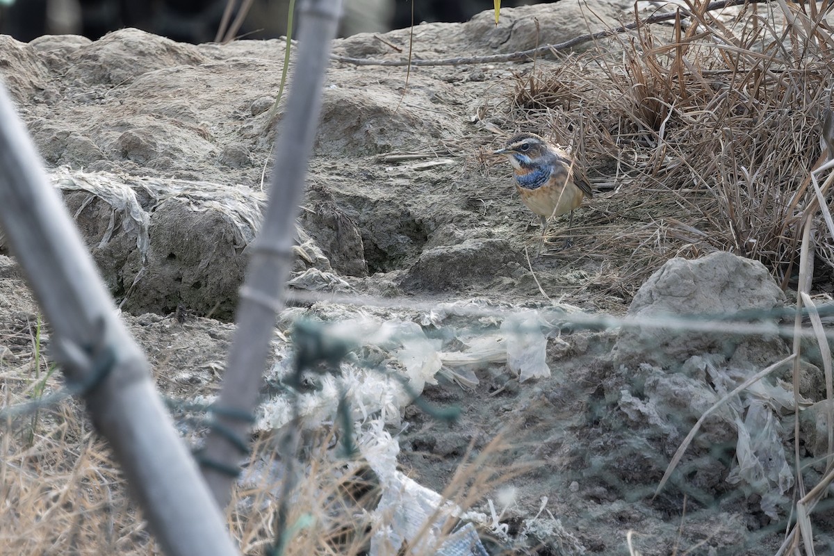 Bluethroat - ML647277466