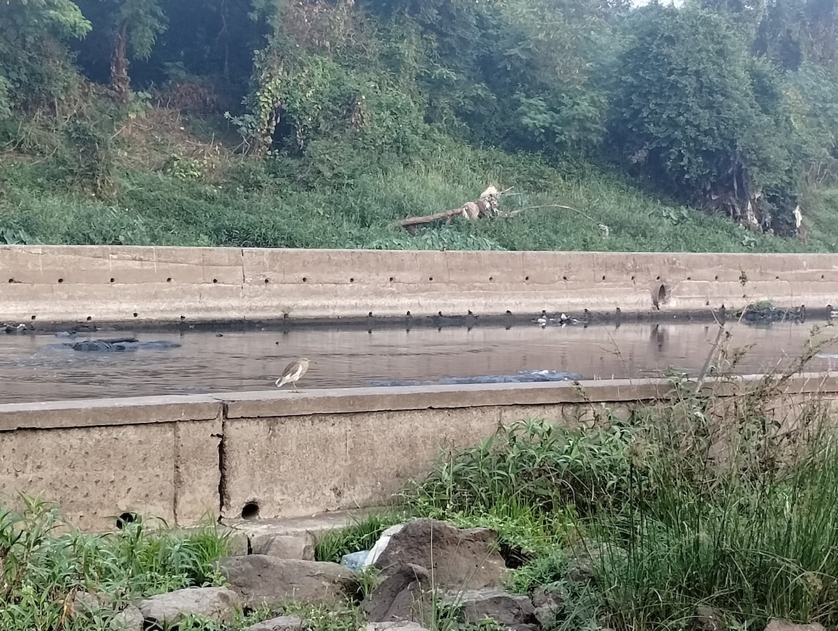 Indian Pond-Heron - ML647277475