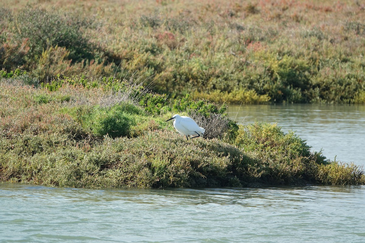 Little Egret - ML647277481