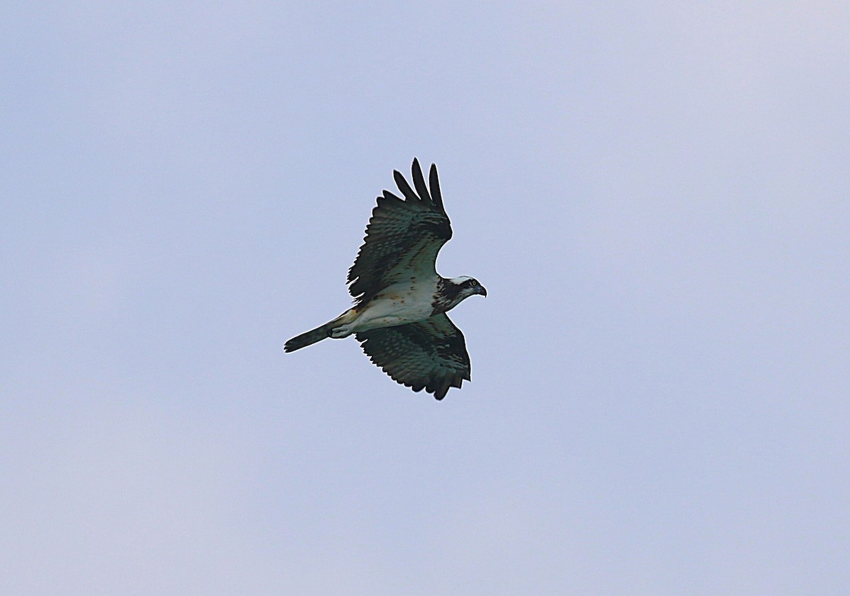 fiskeørn (haliaetus) - ML647277484