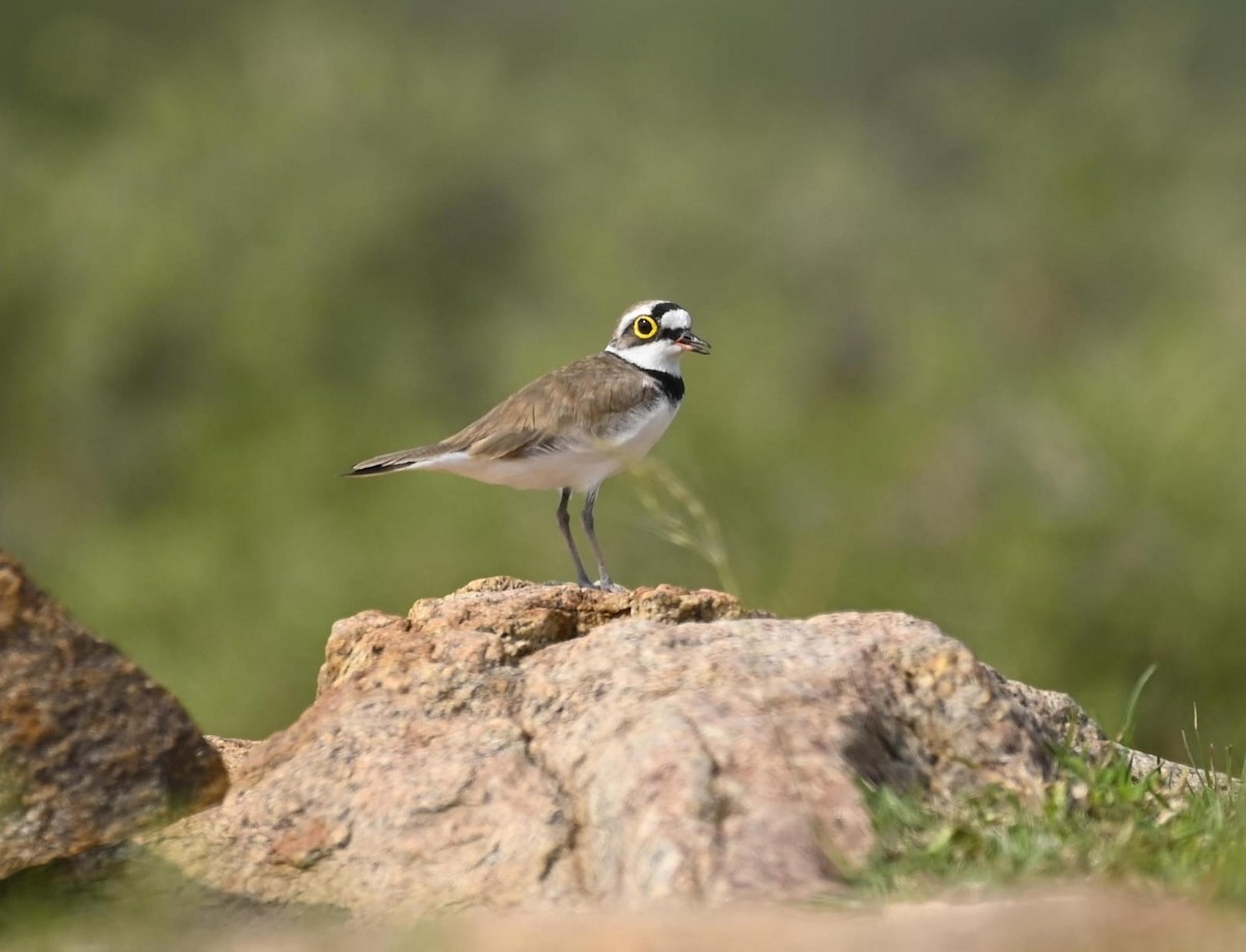 kulík říční - ML647277485