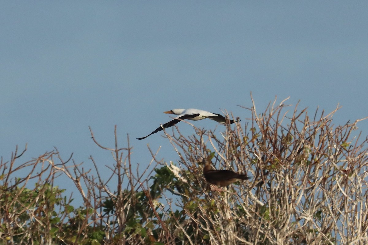 Nazca Booby - ML647277487