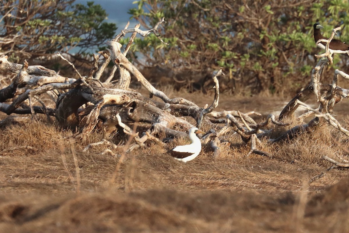 Nazca Booby - ML647277488