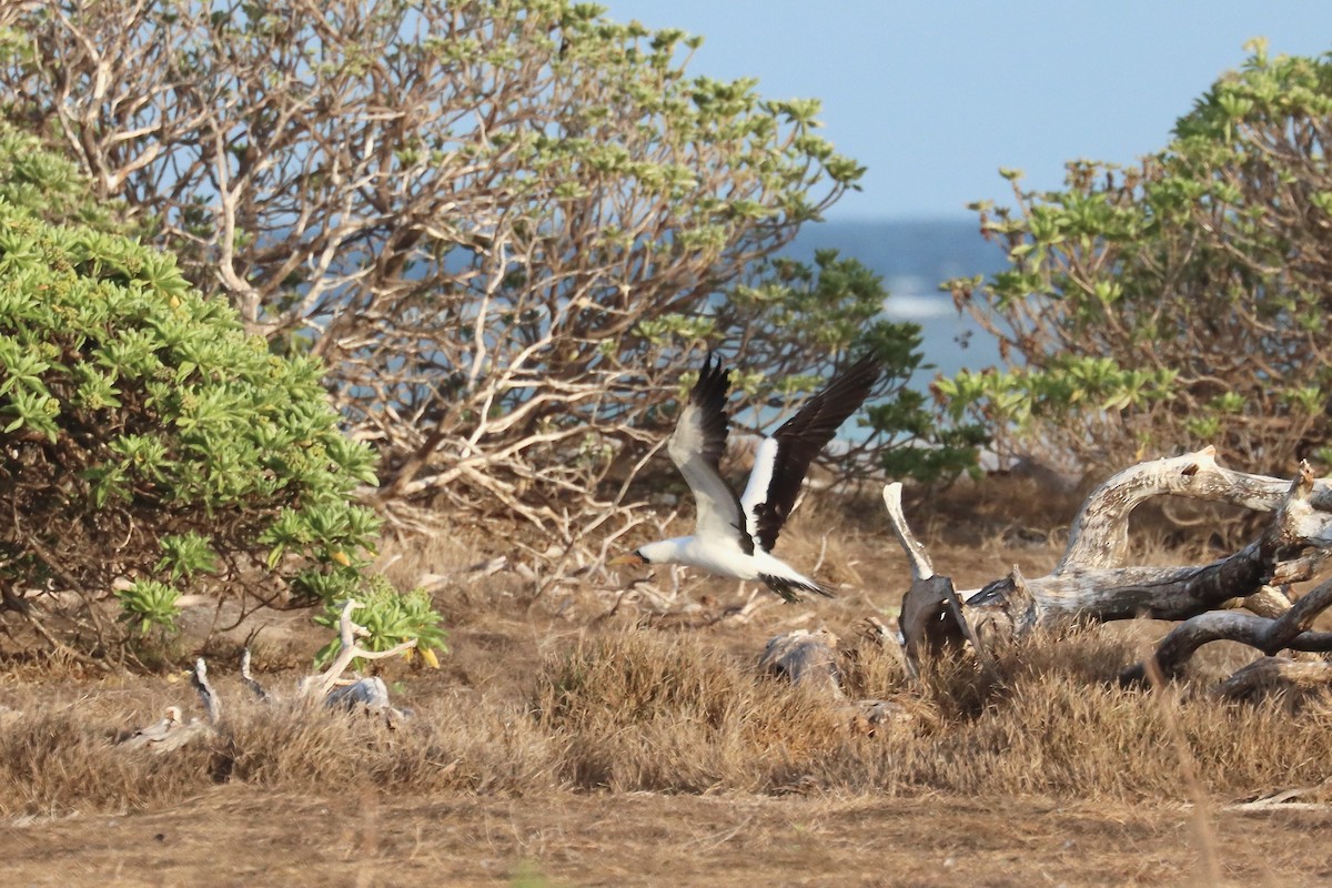 Nazca Booby - ML647277489
