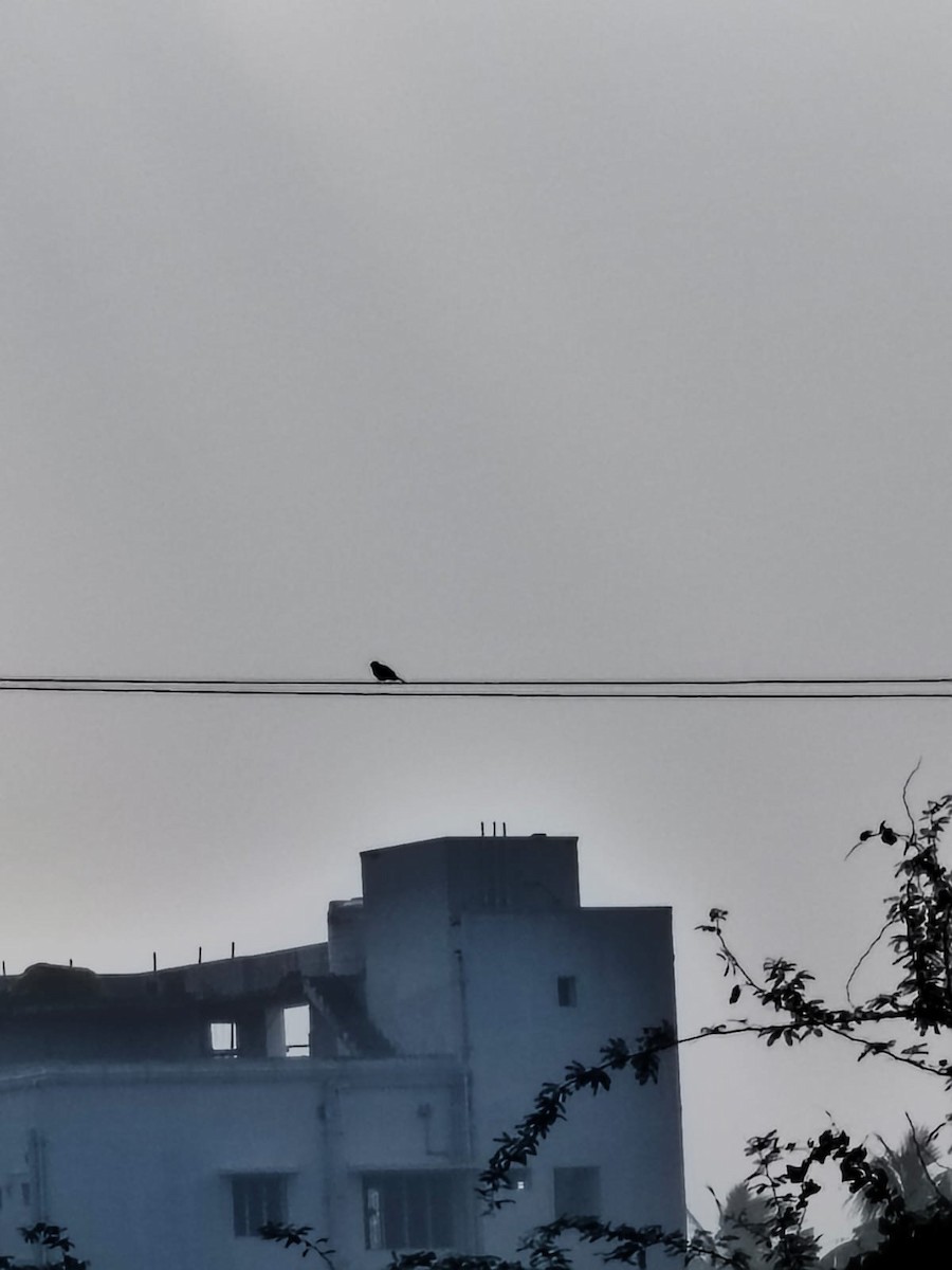 Pied Bushchat - ML647277490