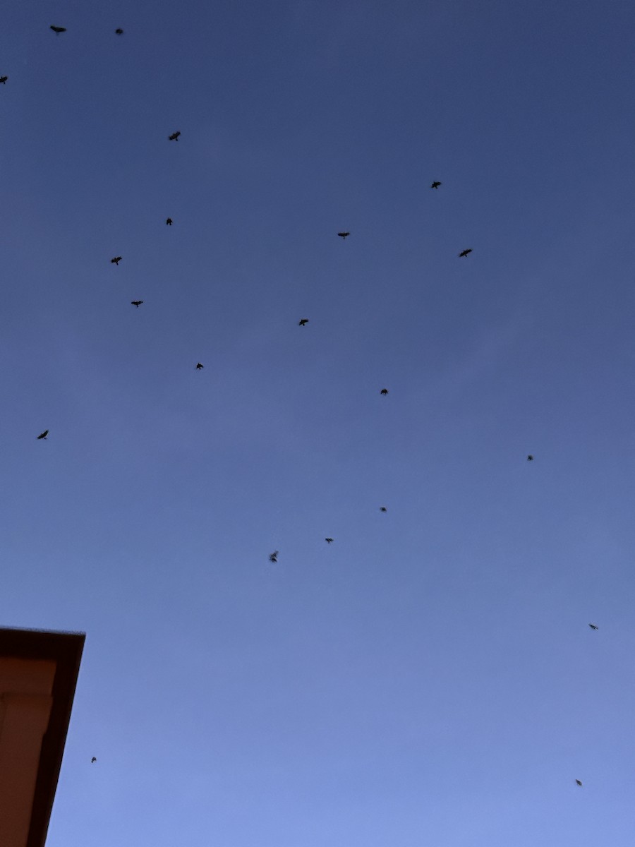 Grajilla Occidental - ML647277491