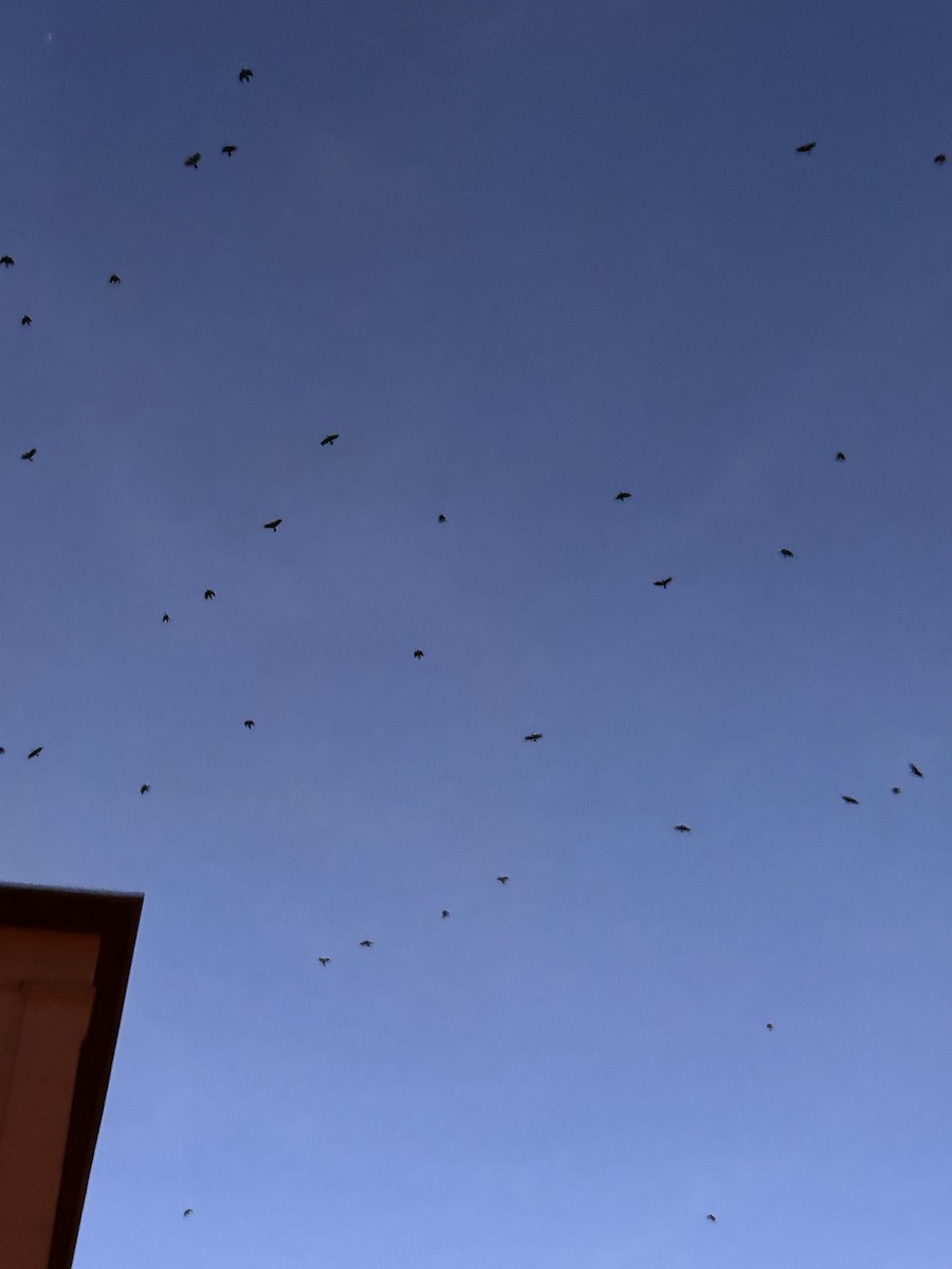 Grajilla Occidental - ML647277492