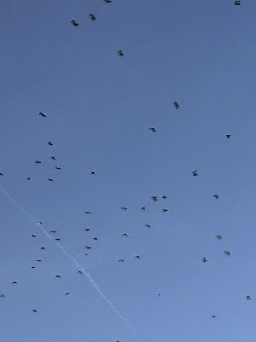 Grajilla Occidental - ML647277493