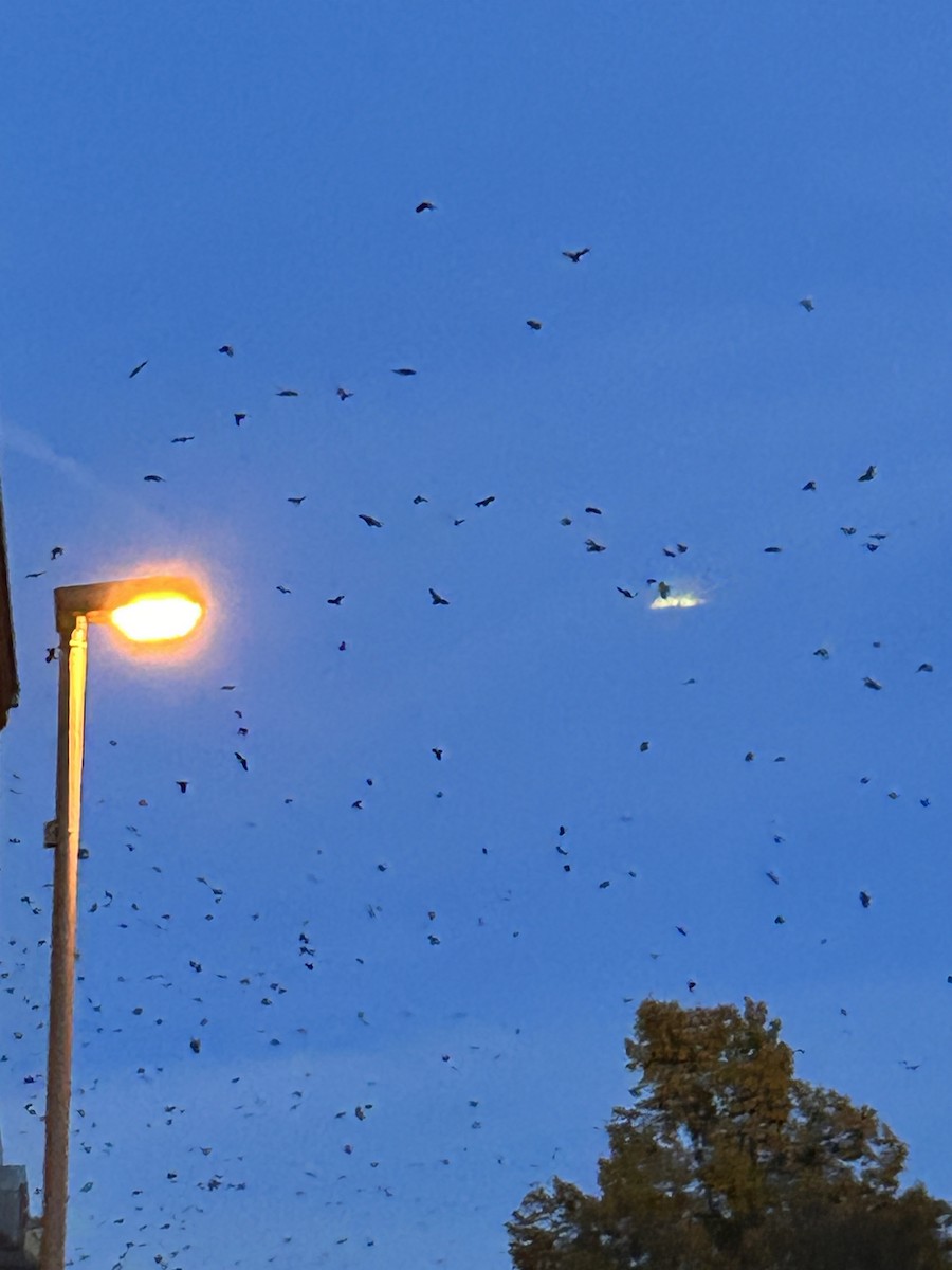 Grajilla Occidental - ML647277494