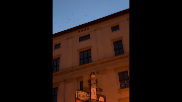 Eurasian Jackdaw - ML647277495