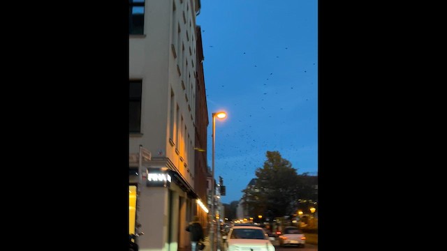 Eurasian Jackdaw - ML647277496