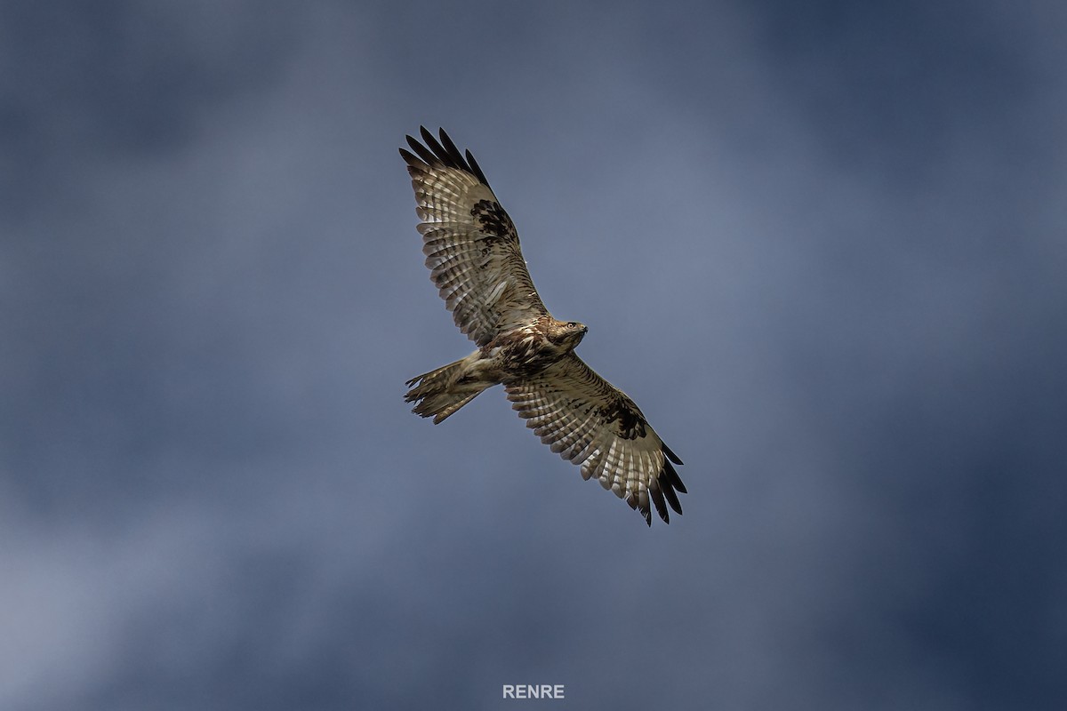 Eastern Buzzard - ML647277497