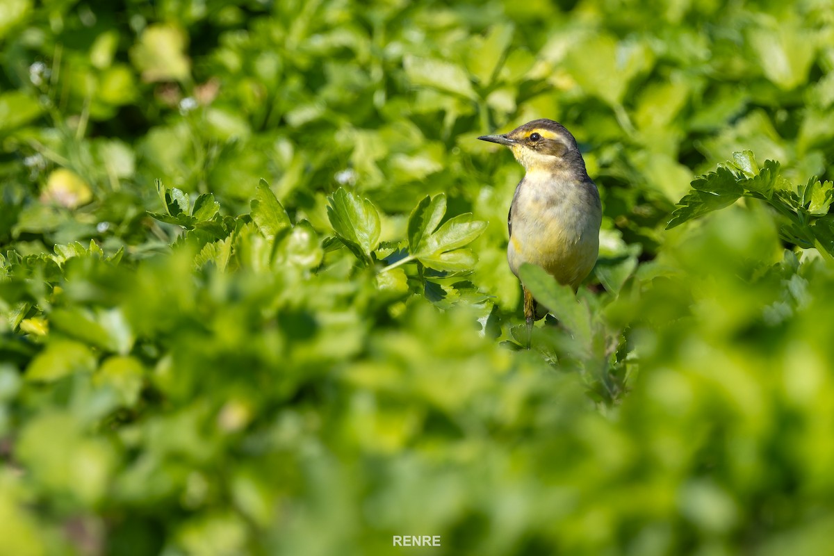 Eastern Yellow Wagtail - ML647277507
