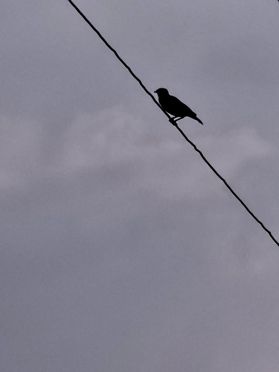Scaly-breasted Munia - ML647277510