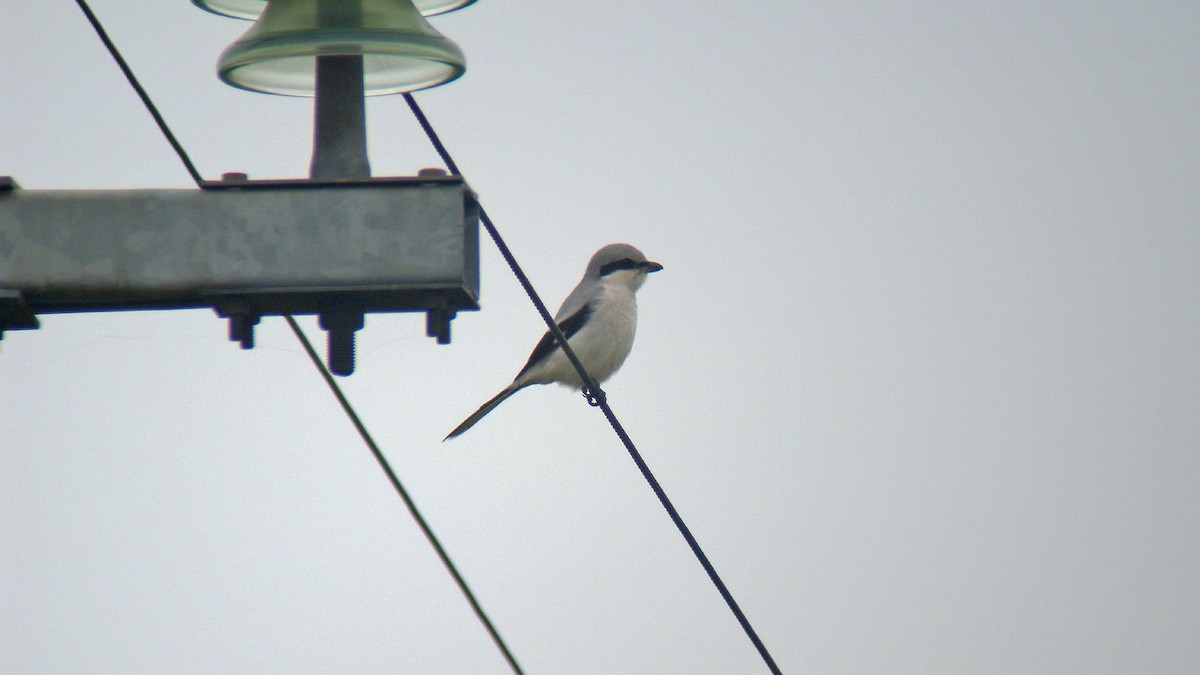 Great Gray Shrike - ML647277517