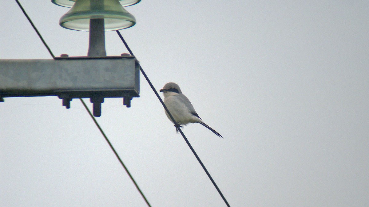 Great Gray Shrike - ML647277521