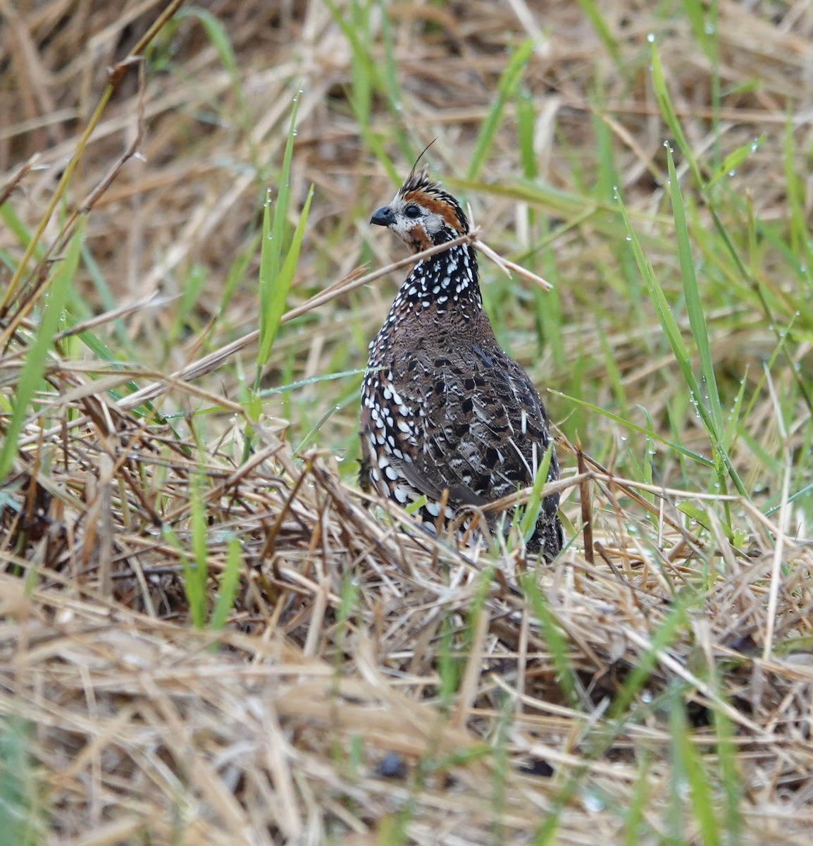Crested Bobwhite - ML647277522
