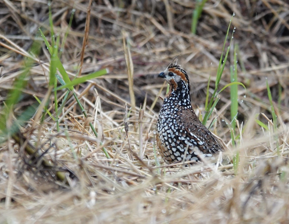 Crested Bobwhite - ML647277524